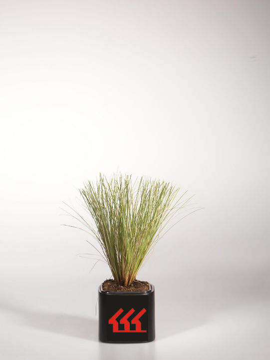 Осока Власовидна Осока Власовидна