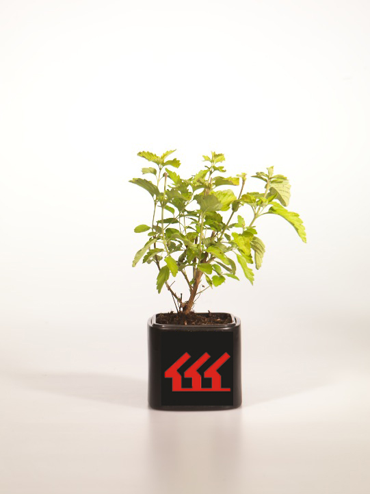 Кариоптерис Кладонський Кариоптерис Кладонський