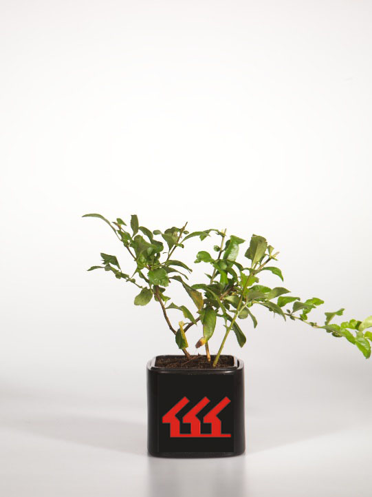 Хеномеліс прекрасний Хеномеліс прекрасний