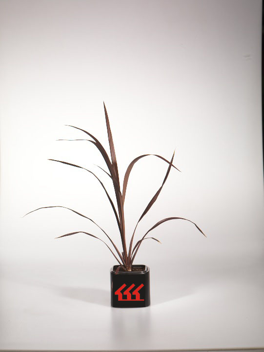 Кордилина Кордилина