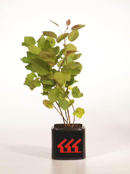 Скумпія Шкіряна Скумпія Шкіряна