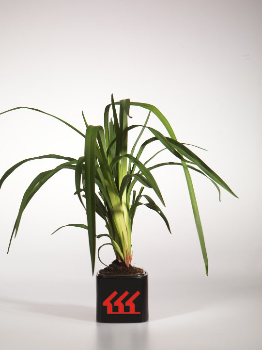 Даниелла Тасманика Даниелла Тасманика