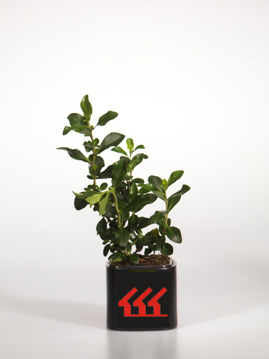 Ескалонія Ескалонія