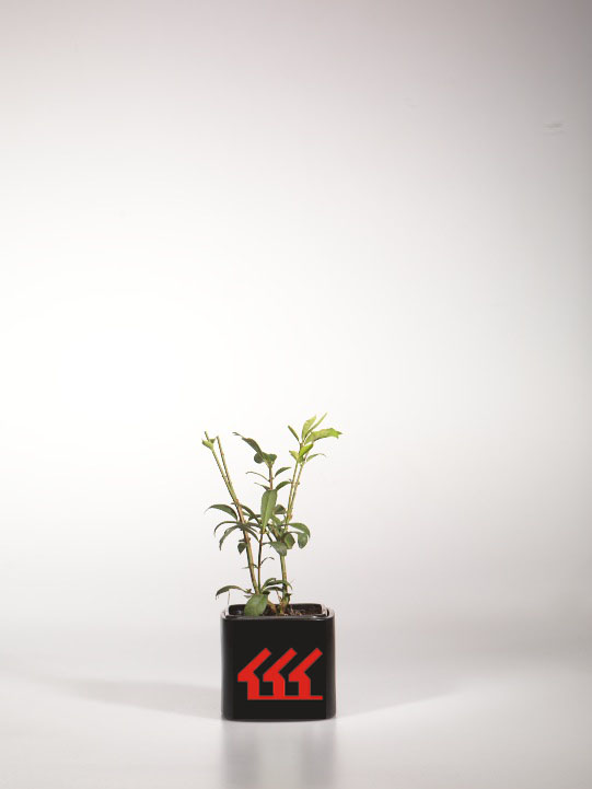 Бересклет крилатий Бересклет крилатий