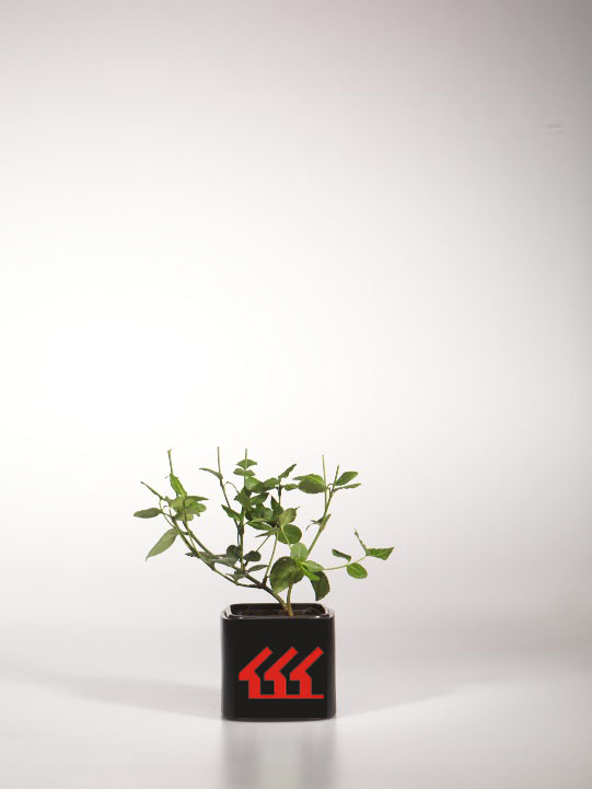 Бересклет Форчуна Бересклет Форчуна