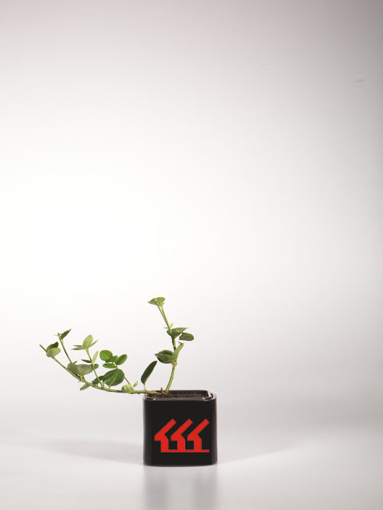 Бересклет Форчуна Бересклет Форчуна