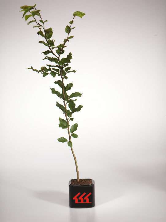 Фагус Силватика Фагус Силватика