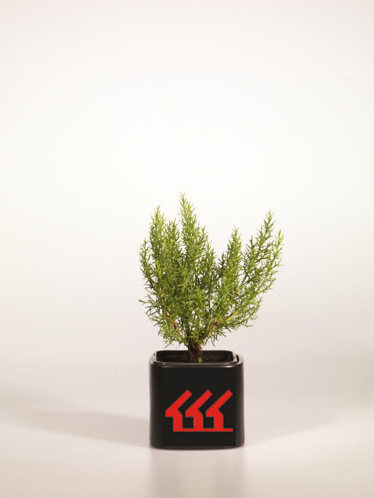 Дрок Испанський Дрок Испанський