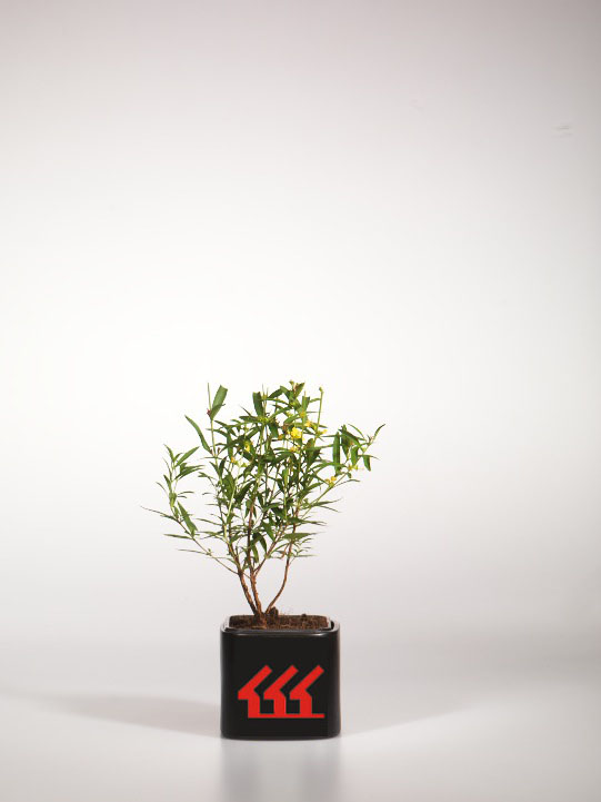 Хеймиа Иволистна Хеймиа Иволистна