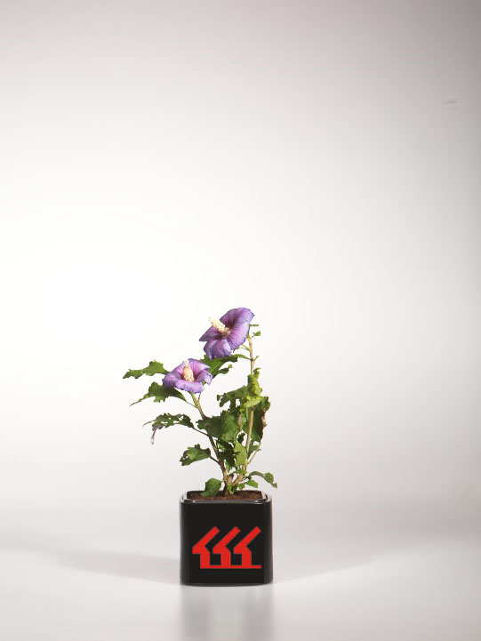 Гібіскус Сирийський Гібіскус Сирийський