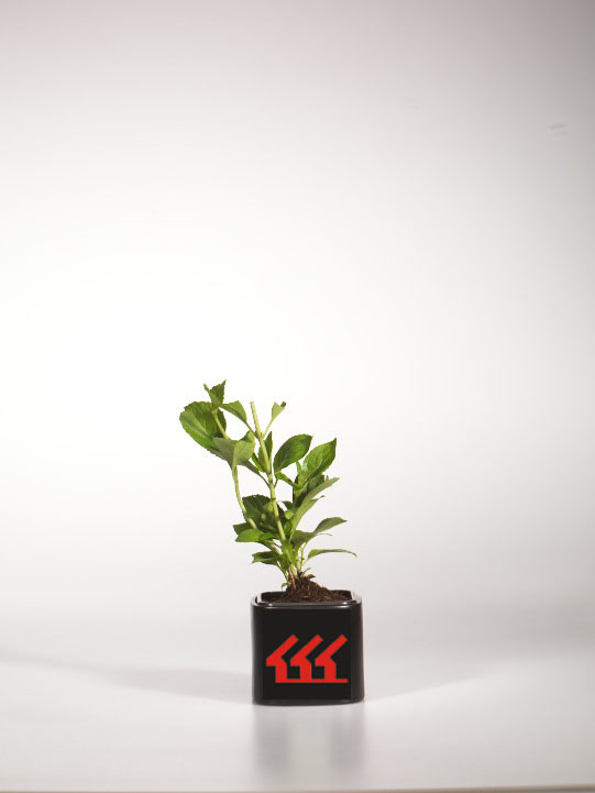 Гортензія Крупнолистна Гортензія Крупнолистна