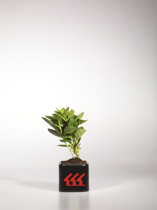 Гортензія Крупнолистна Гортензія Крупнолистна