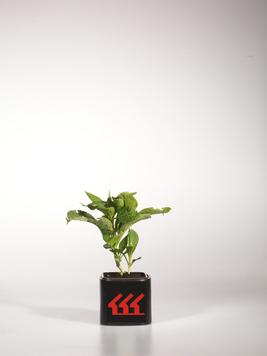 Гортензія Крупнолистна Гортензія Крупнолистна