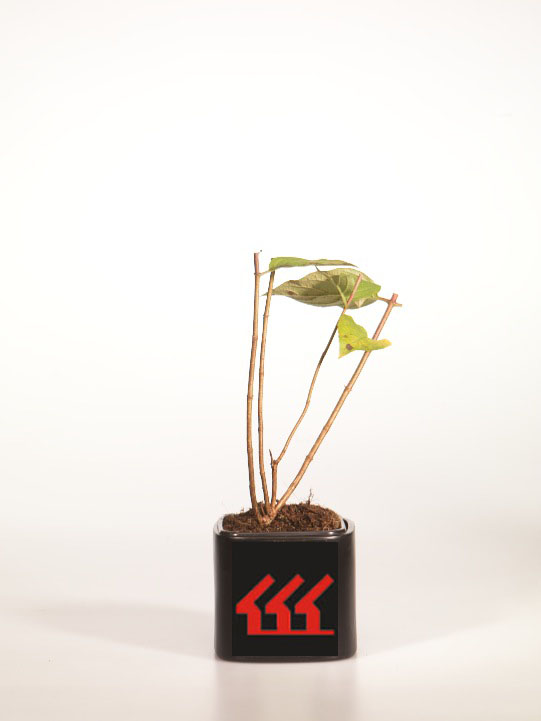 Гортензія Метельчата Гортензія Метельчата