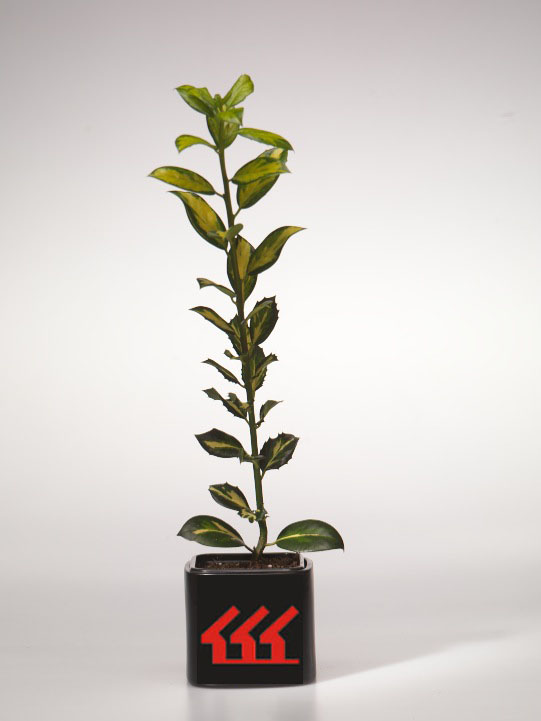 Падуб Гостролистний Падуб Гостролистний