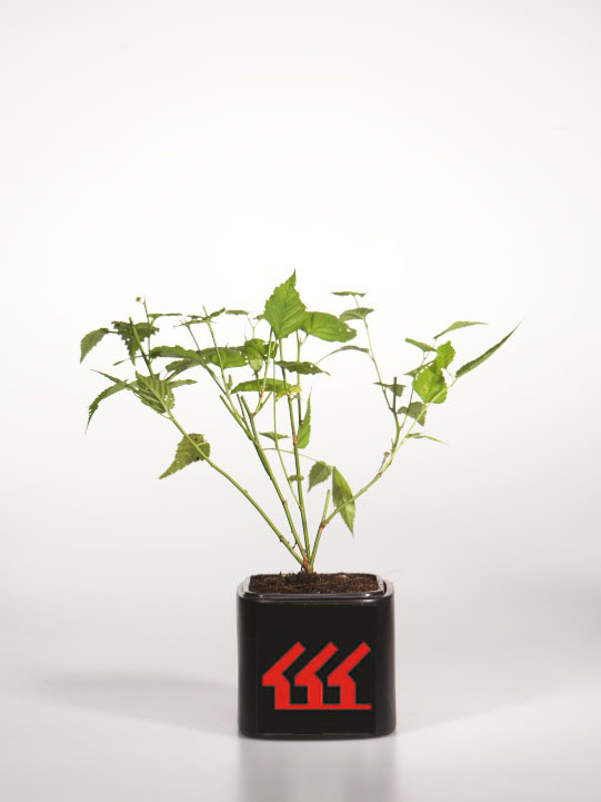 Керрия японська Керрия японська