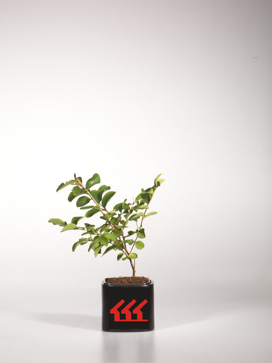 Лагерстремія Індийська Лагерстремія Індийська