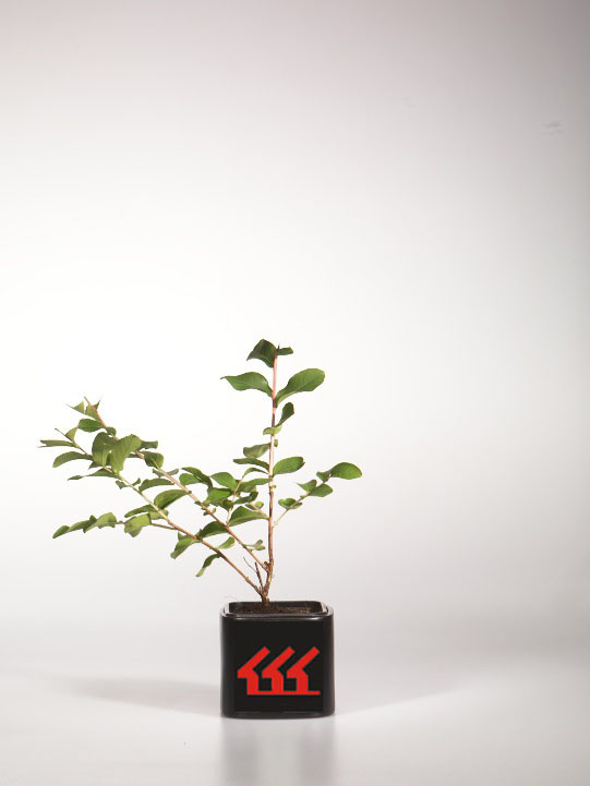 Лагерстремія Індийська Лагерстремія Індийська