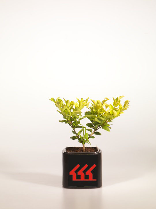 Лігуструм Лігуструм