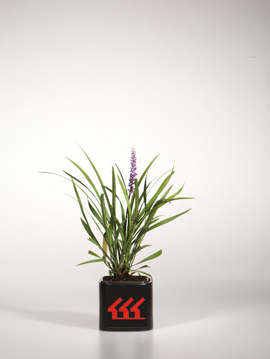 Лириопе Мускари Лириопе Мускари