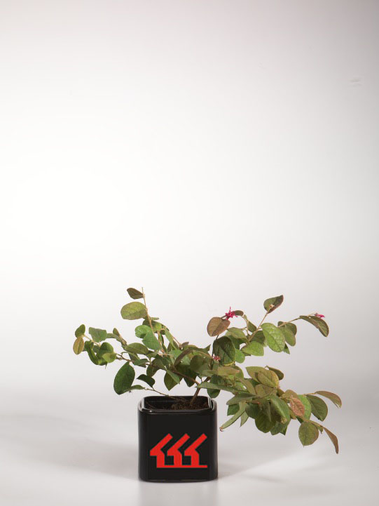 Лоропеталум Китайський Лоропеталум Китайський