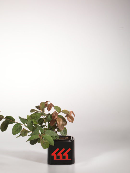 Лоропеталум Китайський Лоропеталум Китайський