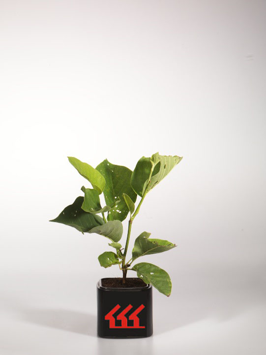 Магнолія Магнолія