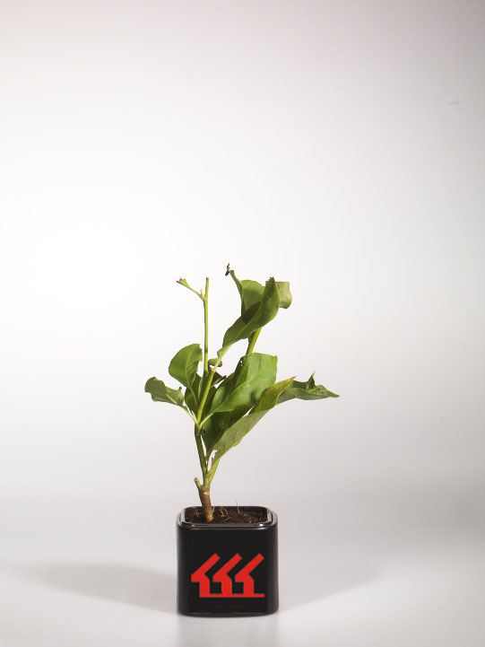 Магнолія Магнолія