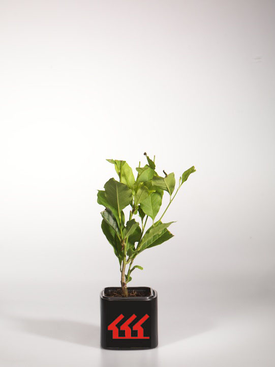 Магнолія Магнолія