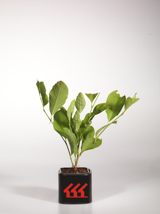 Магнолія Лоебнера Магнолія Лоебнера