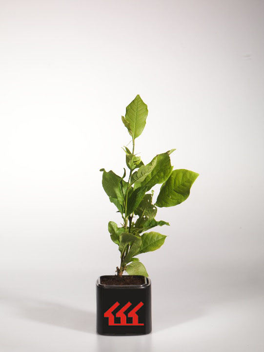 Магнолія Магнолія