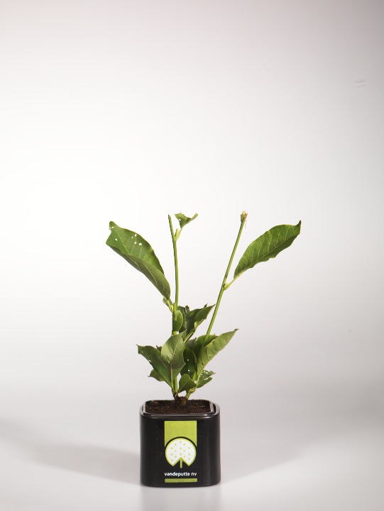 Магнолія Суланжа Магнолія Суланжа