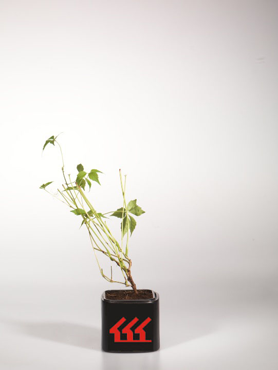 Девичий виноград Пятилисточний Девичий виноград Пятилисточний