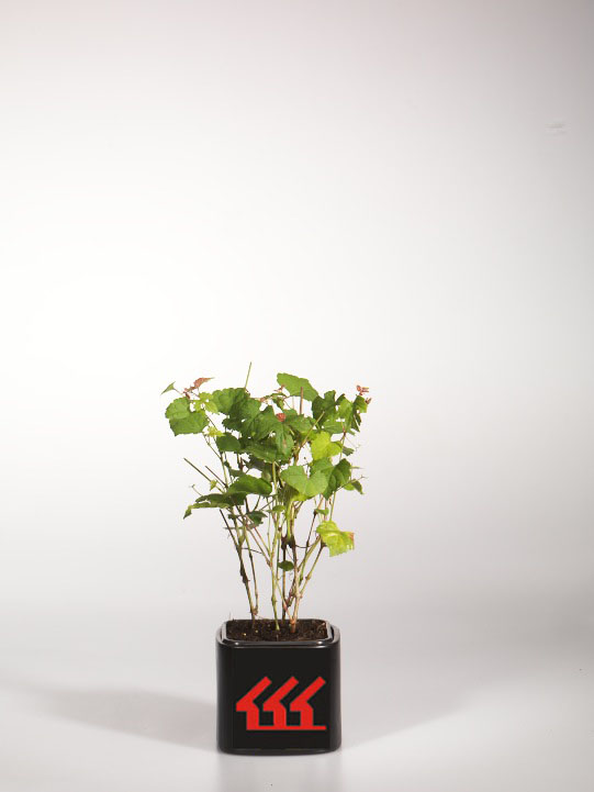 Девичий виноград Триколор Девичий виноград Триколор