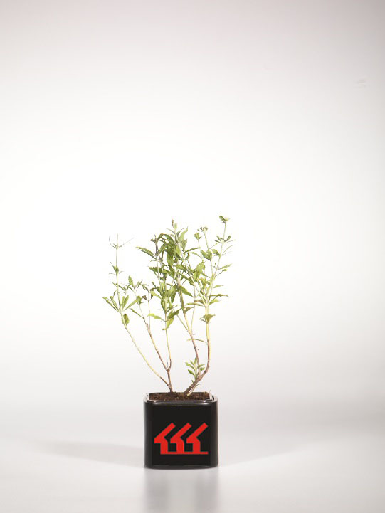 Перовскія Лебедолистна Перовскія Лебедолистна