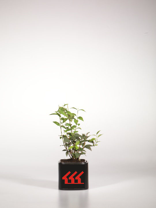 Чубушник Чубушник