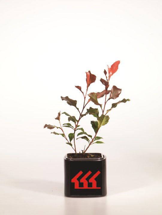 Фотинія Фразера Фотинія Фразера