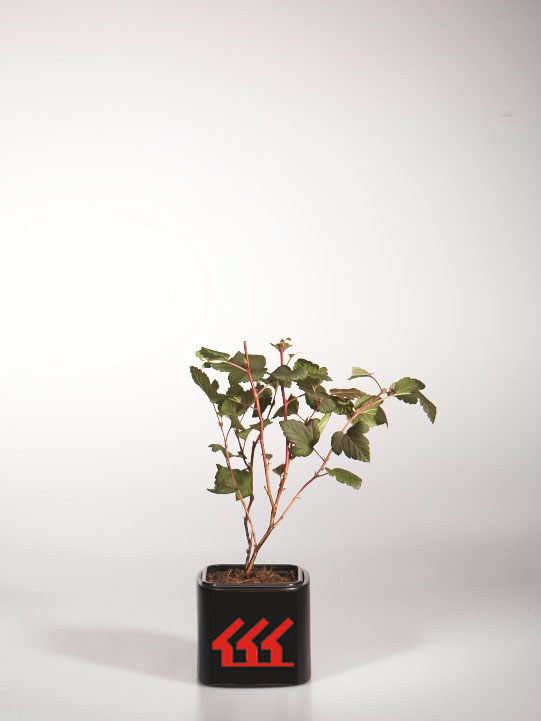 Пухироплідник Калинолистний Пухироплідник Калинолистний