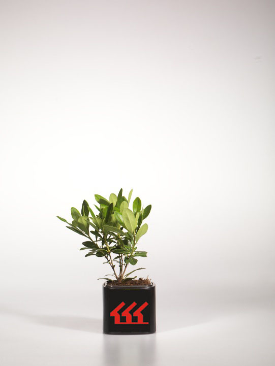 Питтоспорум Тобира Питтоспорум Тобира