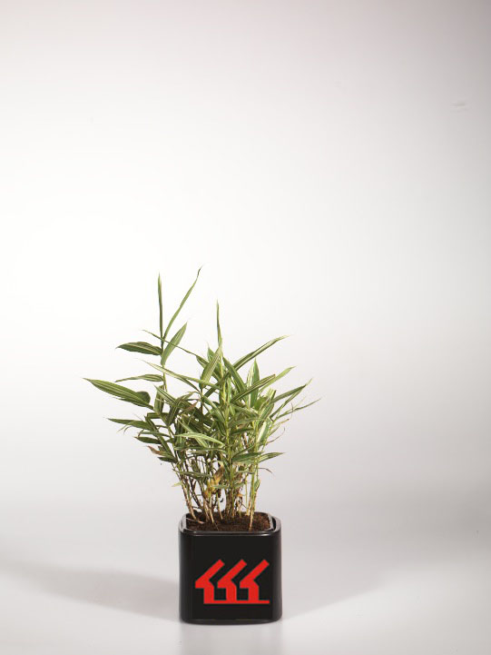 Плейобластус Пестрий Плейобластус Пестрий