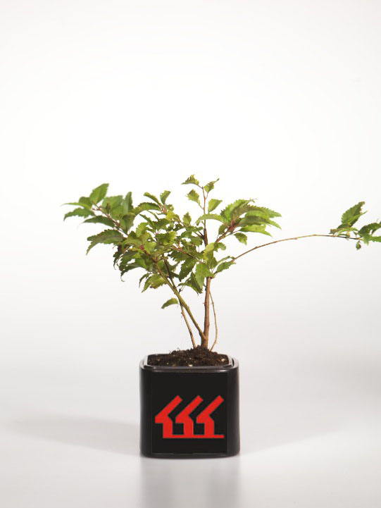 Слива Фудзі Слива Фудзі