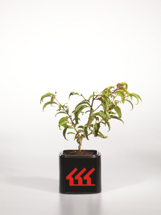 Слива Фудзі Слива Фудзі