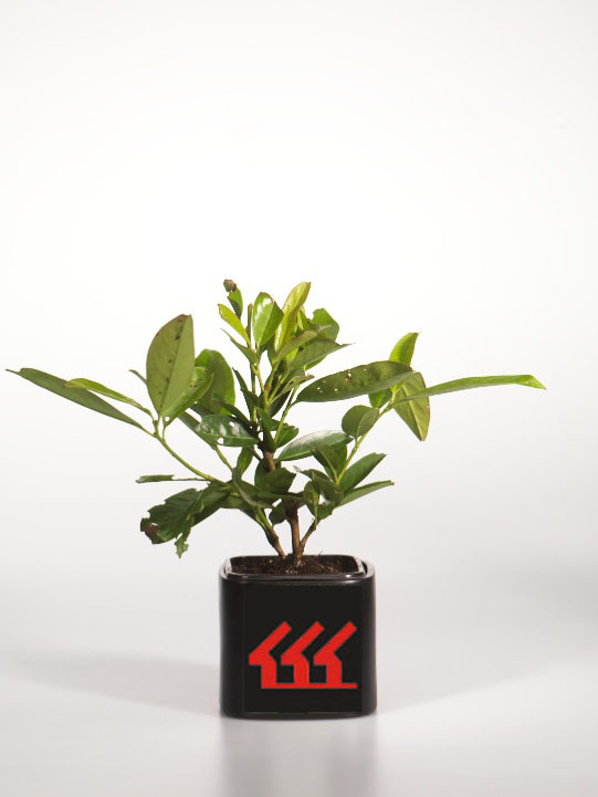 Лавровишня Лікарська Лавровишня Лікарська