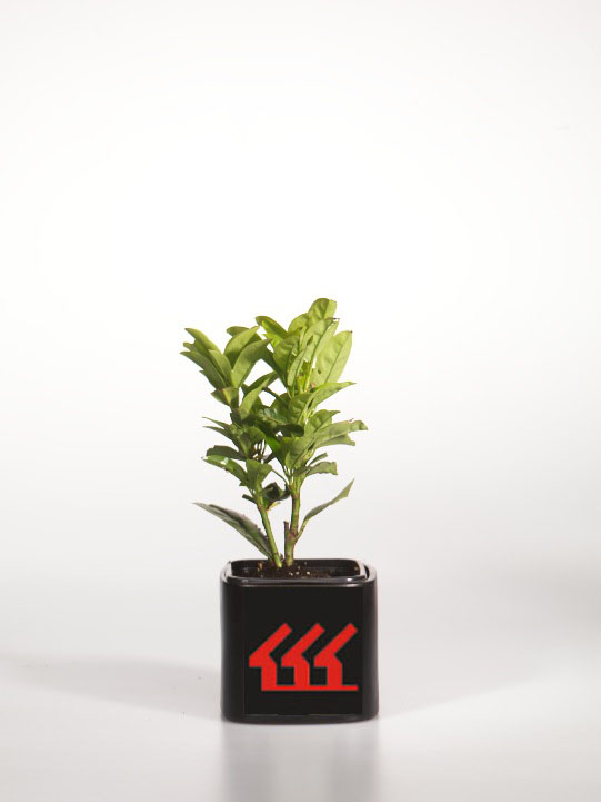 Лавровишня Лікарська Лавровишня Лікарська