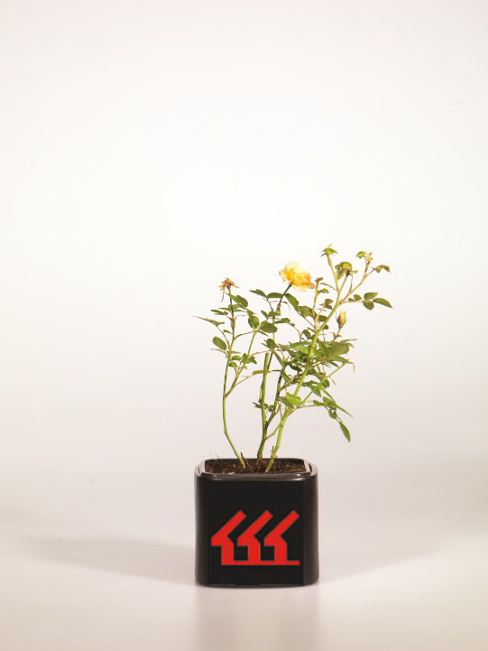 Троянда Троянда