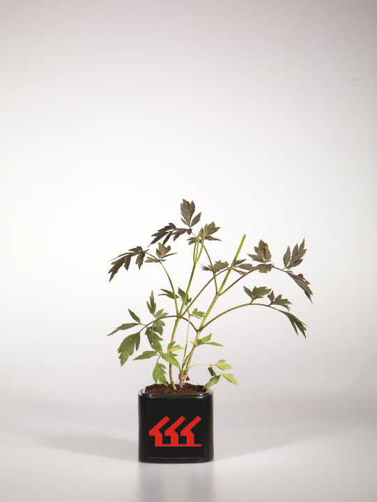 Бузина чорна Бузина чорна