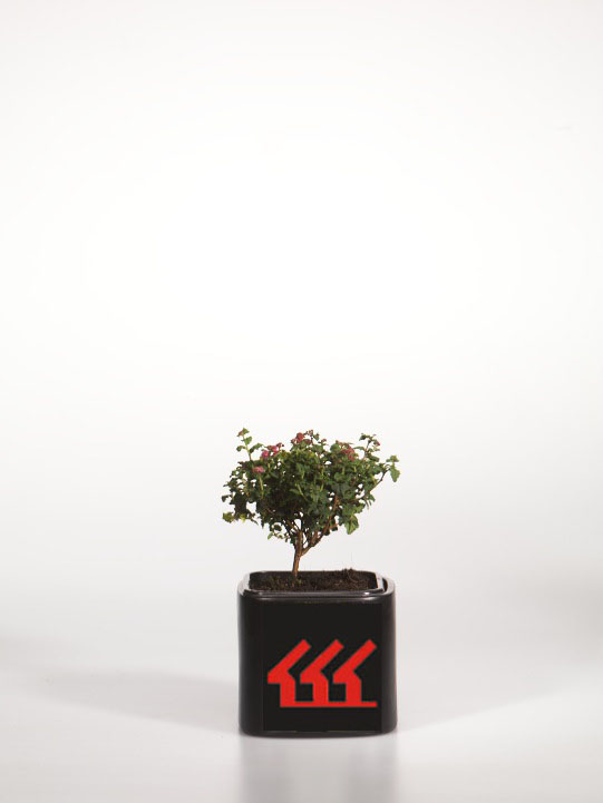 Спірея японська Спірея японська