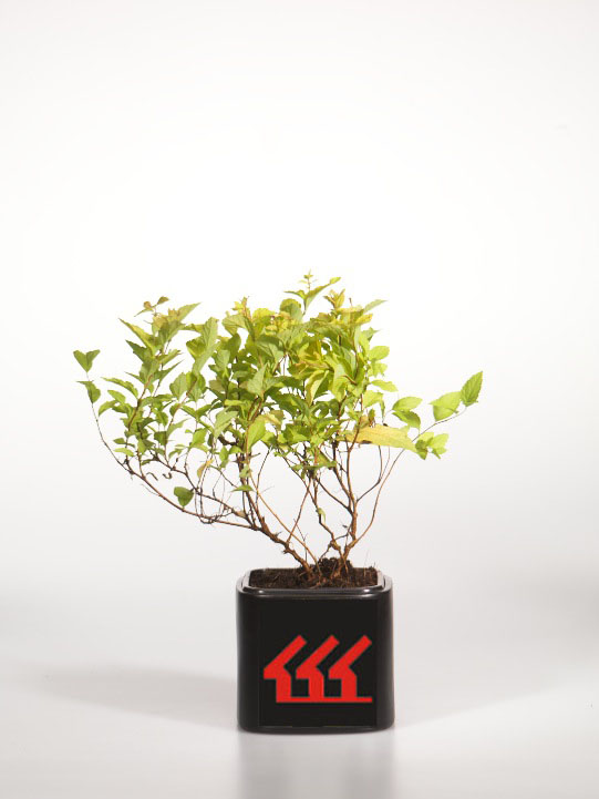 Спірея японська Спірея японська