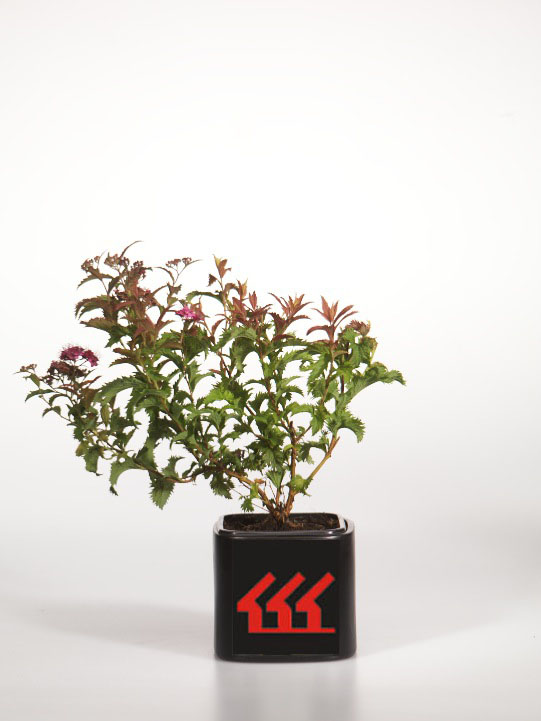 Спірея японська Спірея японська