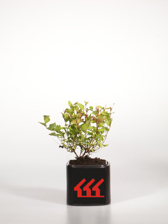 Спірея японська Спірея японська